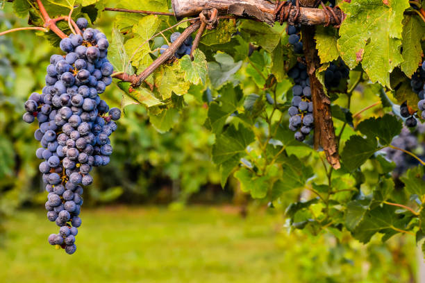 istock Vineyard Ready to Produce Wine 2135445202