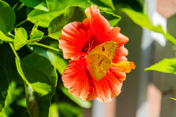 Butterfly on a Hibiscus Flower