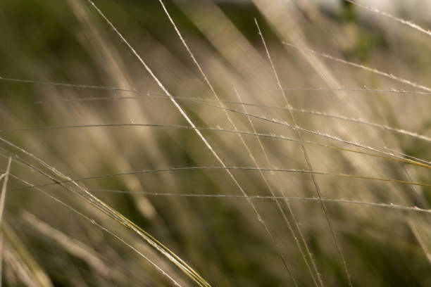 Stipa Feather Grass or Grass Needle Nassella tenuissima in golden sunset light. Natural background for your business. Soft focus
