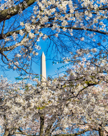 Washington DC, USA in spring season with cherry blossoms.
