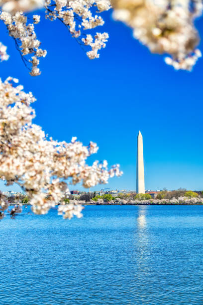 istock Tidal Basin Cherry Blossoms With Washington Monument in the Background 2135457447