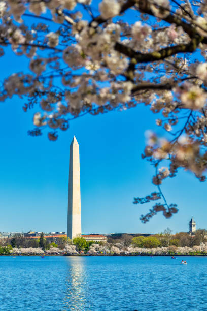 istock Tidal Basin Cherry Blossoms With Washington Monument in the Background 2135457452
