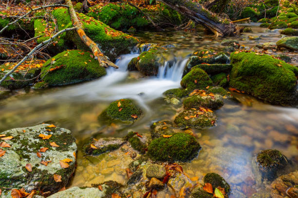 small mountain river rushing through canyon covered by red dry leaves