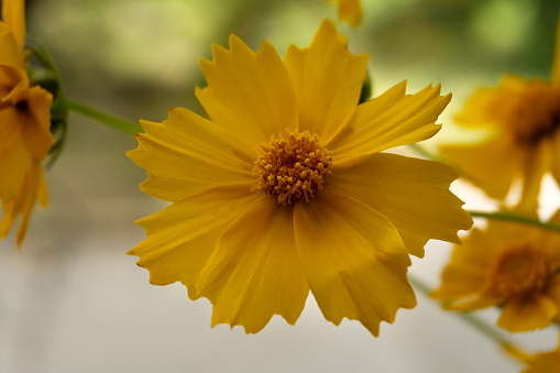Coreopsis grandiflora 'Presto' is an annual Asteraceae with yellow flowers.