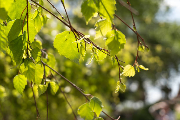 istock Birch branch swaying in the wind 2135462715