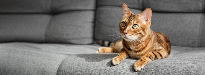 A Bengal cat lies on a gray sofa in the living room. Cat in the interior. Copy space.