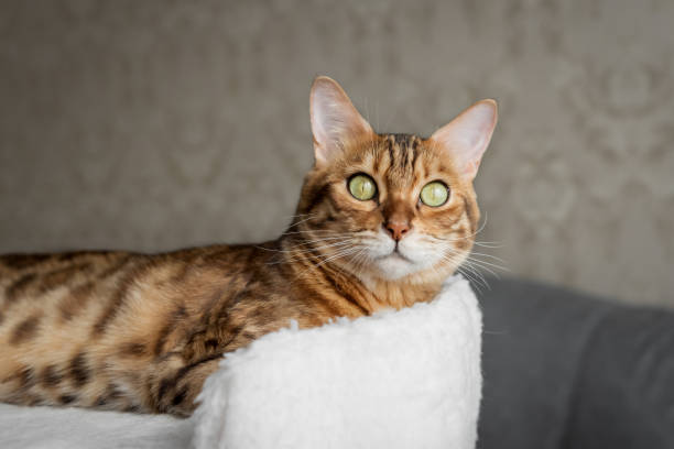 istock Bengal cat resting on a cat bed in the living room. 2135474083