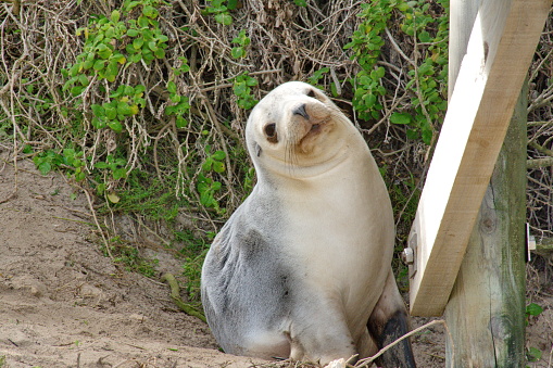 Some white seals of Kangaroo Island
