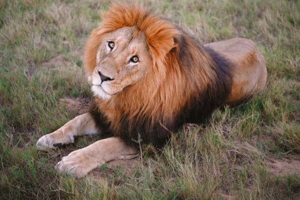 istock Majestic Lion Resting in the Grass 2135484314