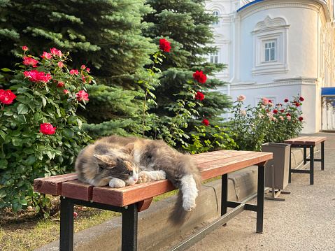 Cat sleeping on a bench in a park near the cathedral