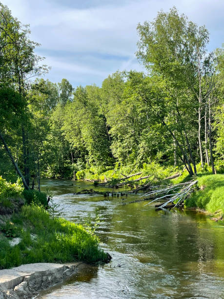 istock Beautiful landscape, small river in the forest 2135488709