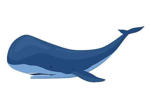 Clue whale, aquatic mammal. Awesome marine animal. Cartoon vector graphic. Isolated drawing illustration on white background.