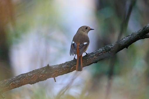 a durian redstart sitting on a tree branch in the forest