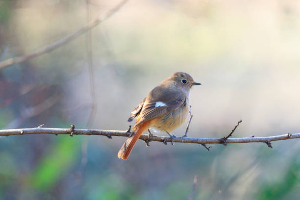 a durian redstart sitting on a tree branch in the forest