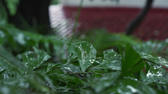 Close-up of raindrops hitting tropical foliage against the backdrop of a house's tiled roof, out of focus. Empty villa in Asia during the rainy season. Asian jungle real estate concept