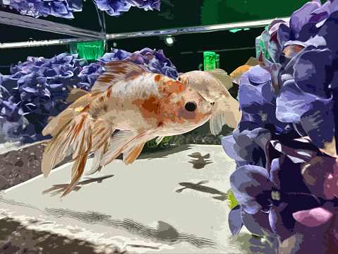 Phising bait dangled in front of an innocent goldfish