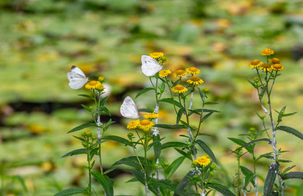 a butterfly sitting on a petal
