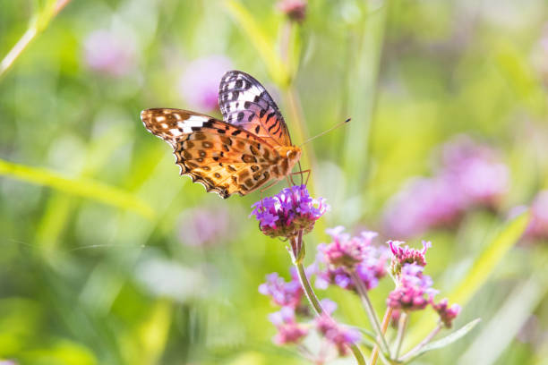 Monarch butterfly on top of a red Scabiosa flower. High quality photo