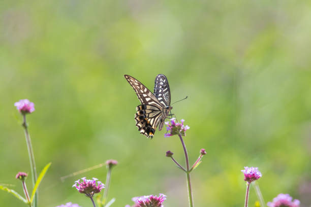 The swallowtail butterfly, with its striking yellow and black markings, is captured in a close-up shot, showcasing its intricate wing patterns.