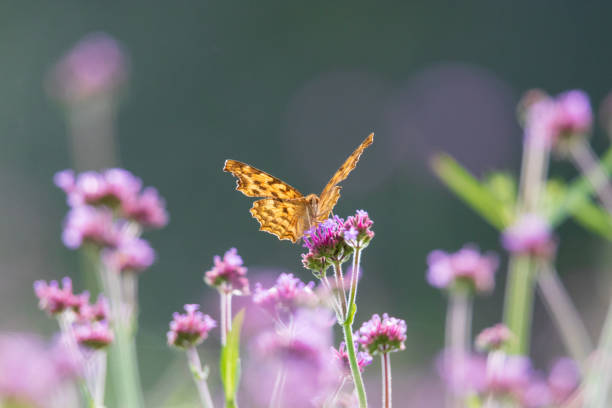 istock a butterfly sitting on a petal 2135499492
