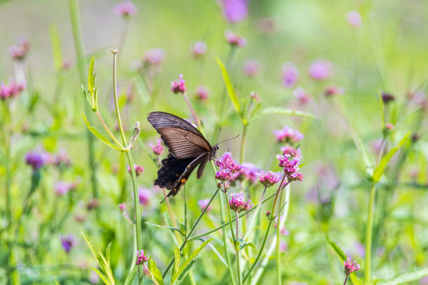 a butterfly sitting on a petal