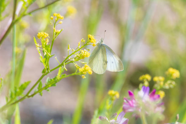 a butterfly sitting on a petal