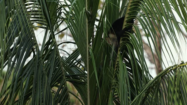 White Faced Capuchin Monkey in Costa Rica