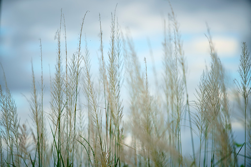 fluffy reeds flower against blue sky