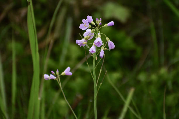 istock Cardamine pratensis flowers 2135523566