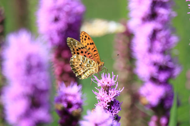 orange butterfly on a lilac flower among green grass