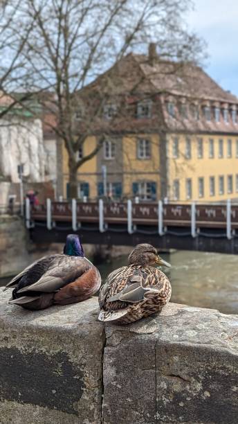 istock Couple of ducks in Bamberg 2135526137