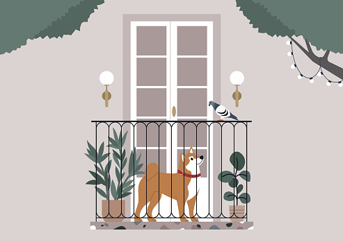 Serene Afternoon on a Balcony With a shiba inu, A red dog looking at the pigeon on a quaint terrace adorned with plants and string lights