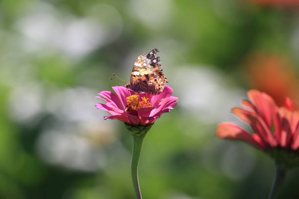 a butterfly sitting on a petal