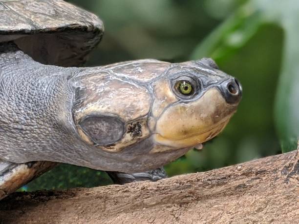 istock Close up of a turtle 2135529582