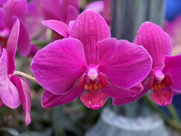 istock Orchid flower in the garden 2135530108