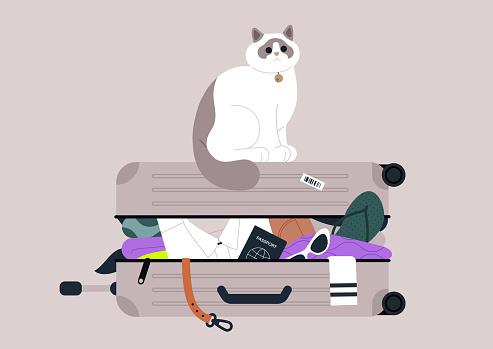 A content ragdoll cat perched on a brimming suitcase filled with various belongings