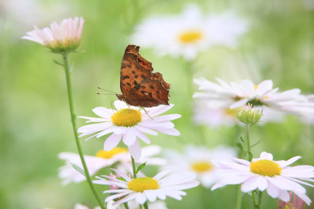 istock a butterfly sitting on a petal 2135531209