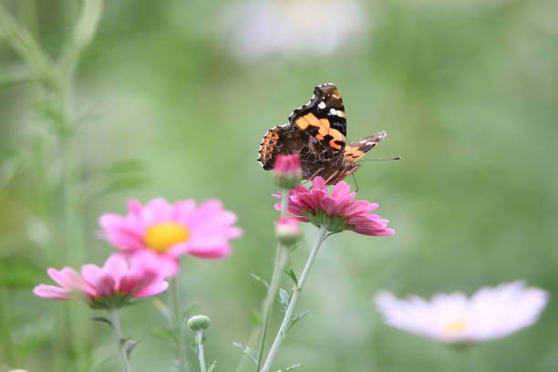 a butterfly sitting on a petal