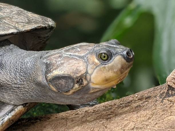 istock Close up of a turtle 2135536081