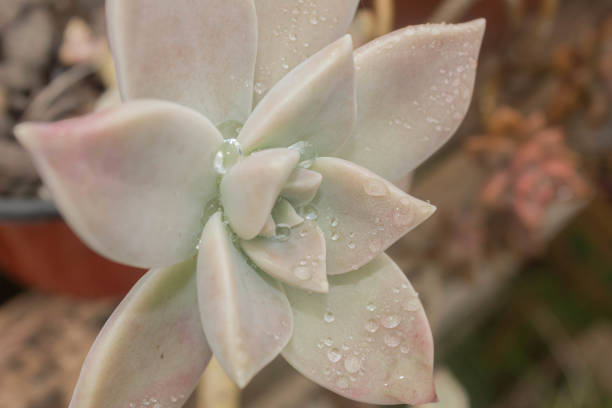 Water droplets on succulent leaves, close-up, macro