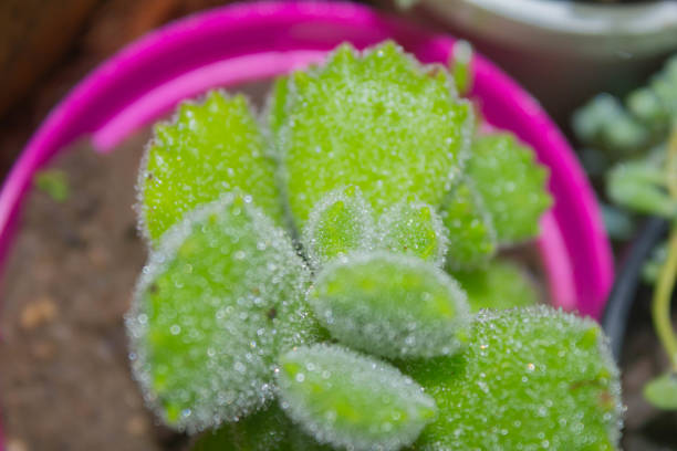 Water droplets on succulent leaves, close-up, macro