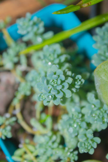 close up of succulent plant in a pot with water droplets stock photo