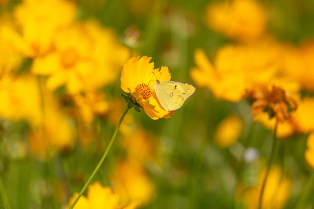 a butterfly sitting on a petal