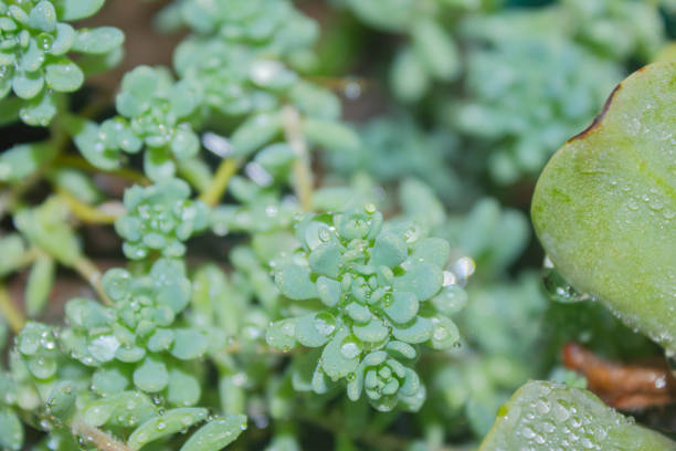 succulent plant in a pot with water droplets stock photo