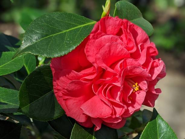 istock Roses blooming in the garden 2135540965