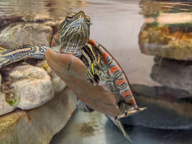 istock Close up of a turtle 2135542026