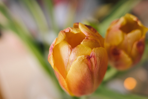 Elevated view of fresh parrot tulips
