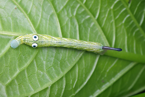 Sphingidae caterpilar of Rhagastis albomarginata living on hydrangea plant with a pair of big eyes for predator protection, Thailand