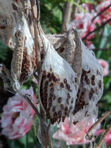 istock Milkweed growing in the garden 2135545282