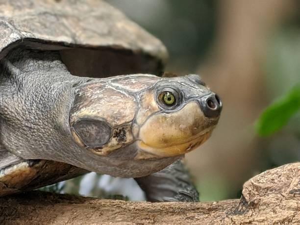 istock Close up of a turtle 2135548480